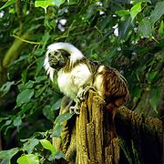 180pxlisztaffe_cottontop_tamarin_saguinus_oedipus.jpg