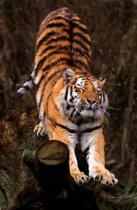 panthera_tigris_altaica_amurtiger_straekker_sig.jpg